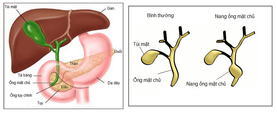 nang_Yng_mYt_chY_1