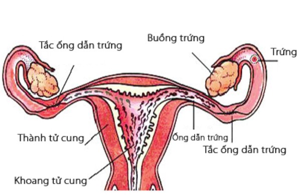 thong-tac-voi-trung